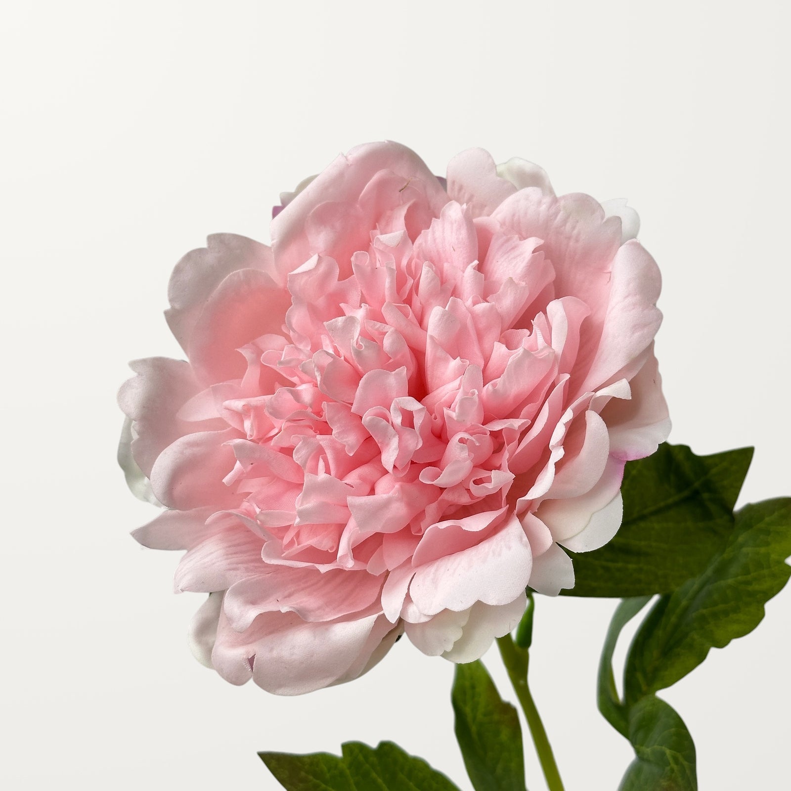 Peony – Soft Pink (Real Touch)