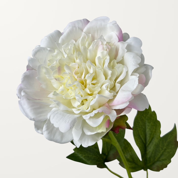 Peony – White Pink (Real Touch)