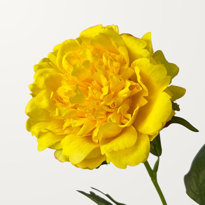 Peony – Yellow (Real Touch)