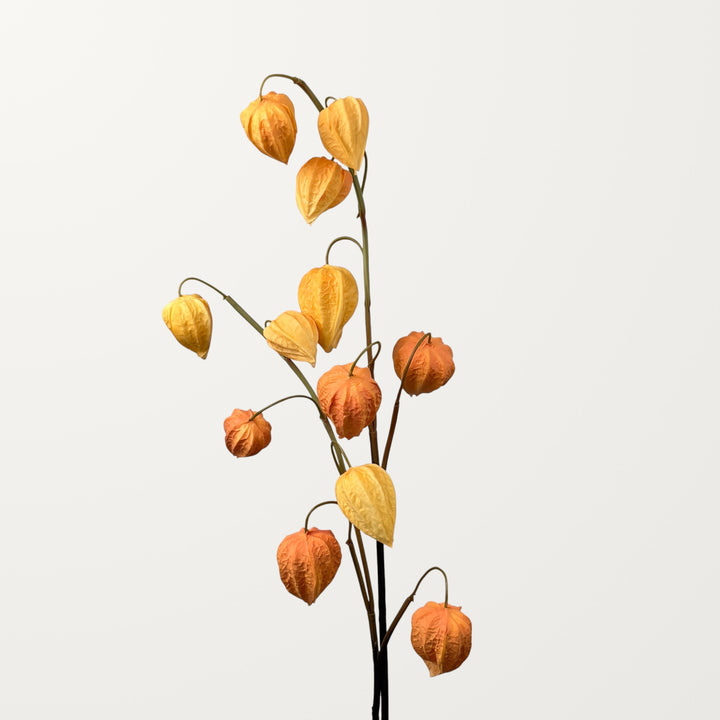 Physalis – Amber (Real Touch) - view 2