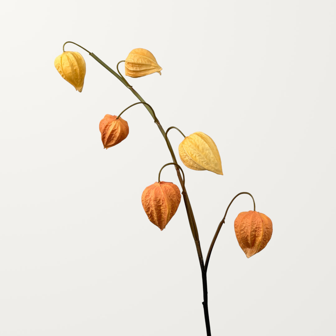 Physalis – Amber (Real Touch)