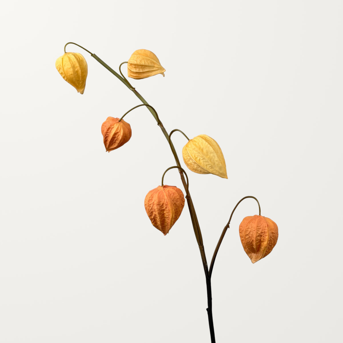 Physalis – Amber (Real Touch)