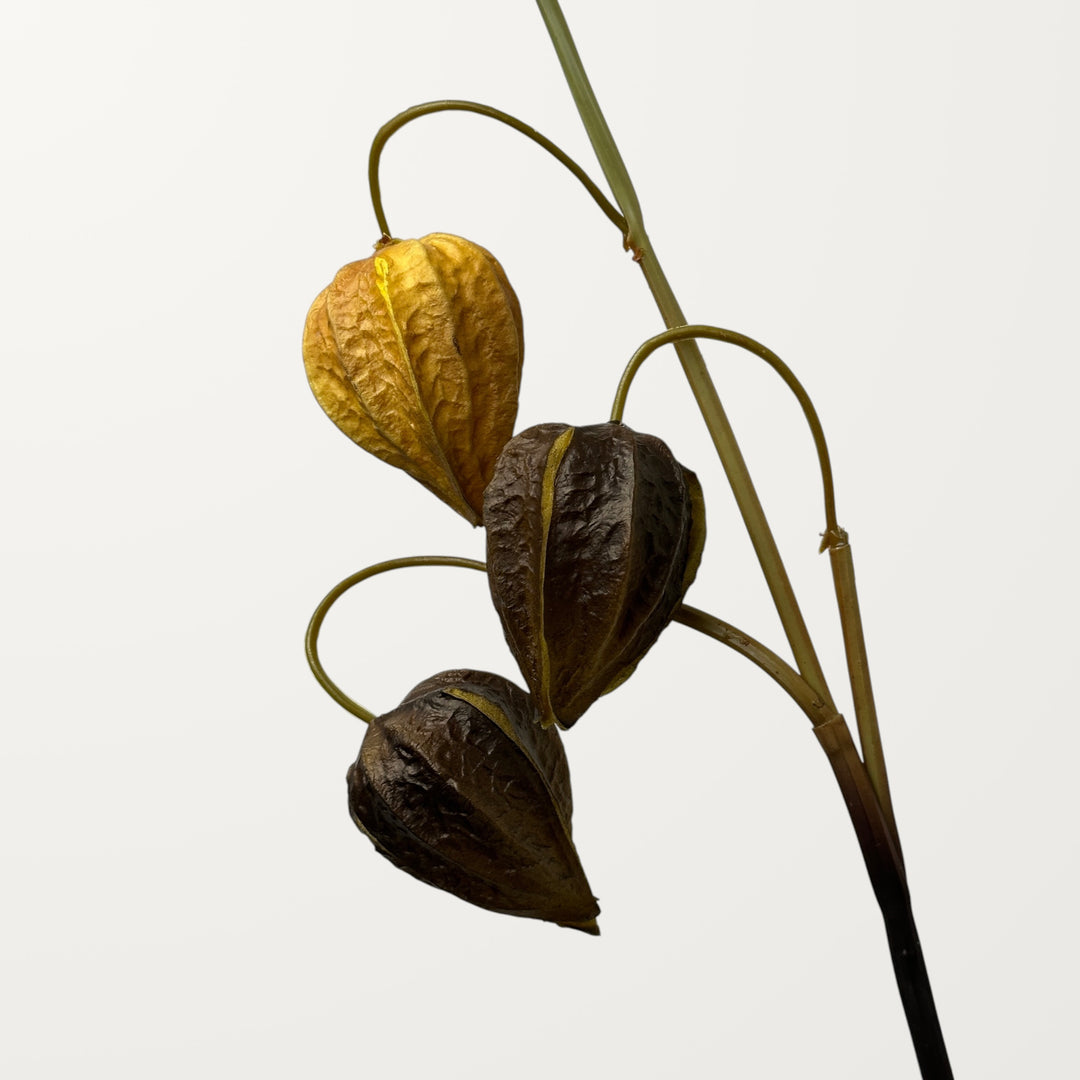 Physalis – Burnt Orange (Real Touch) - view 3