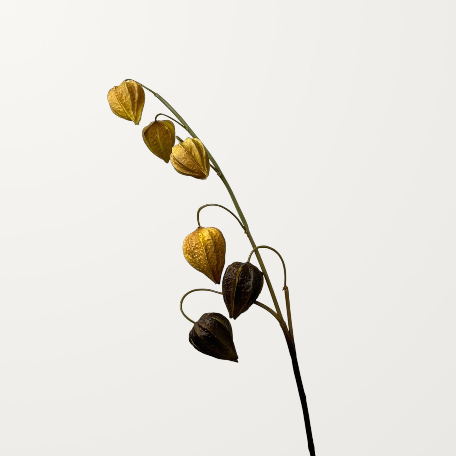 Physalis – Burnt Orange (Real Touch)