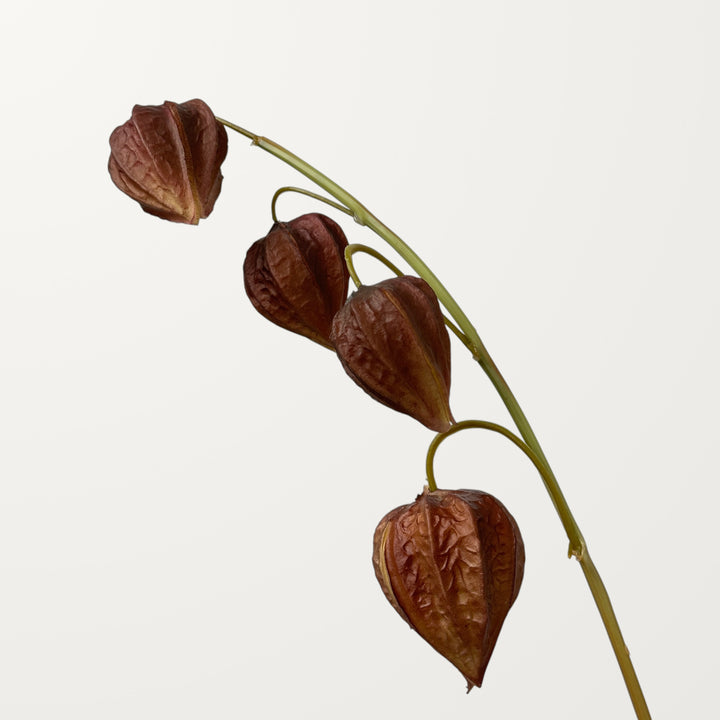 Physalis – Dusty Red (Real Touch) - view 3