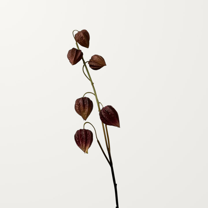 Physalis – Dusty Red (Real Touch)