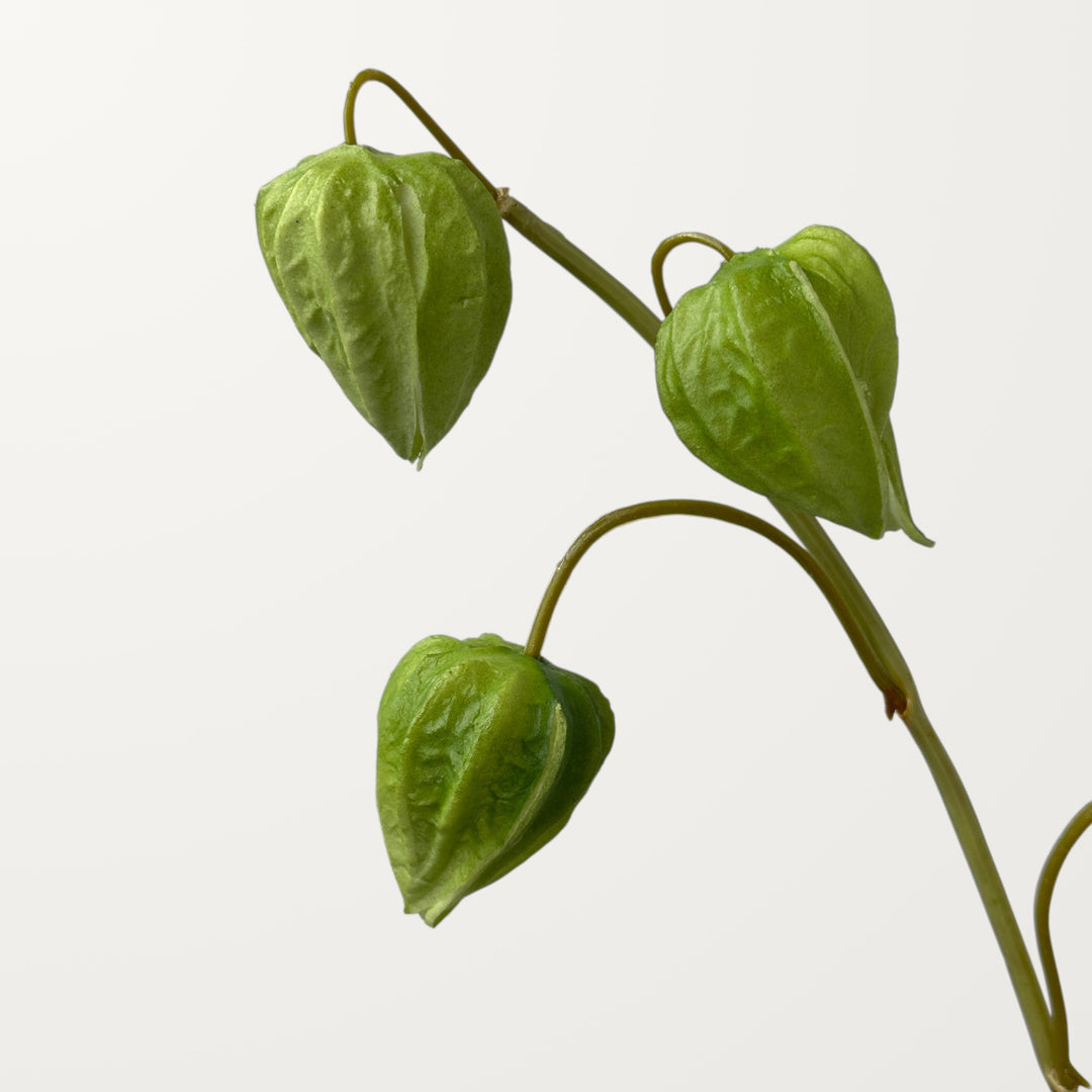 Physalis – Olive Green (Real Touch) - view 3