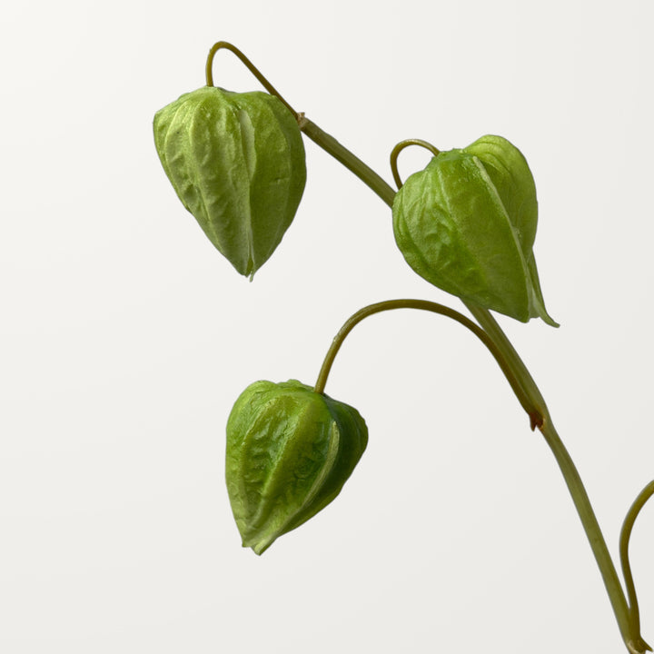 Physalis – Olive Green (Real Touch) - view 3