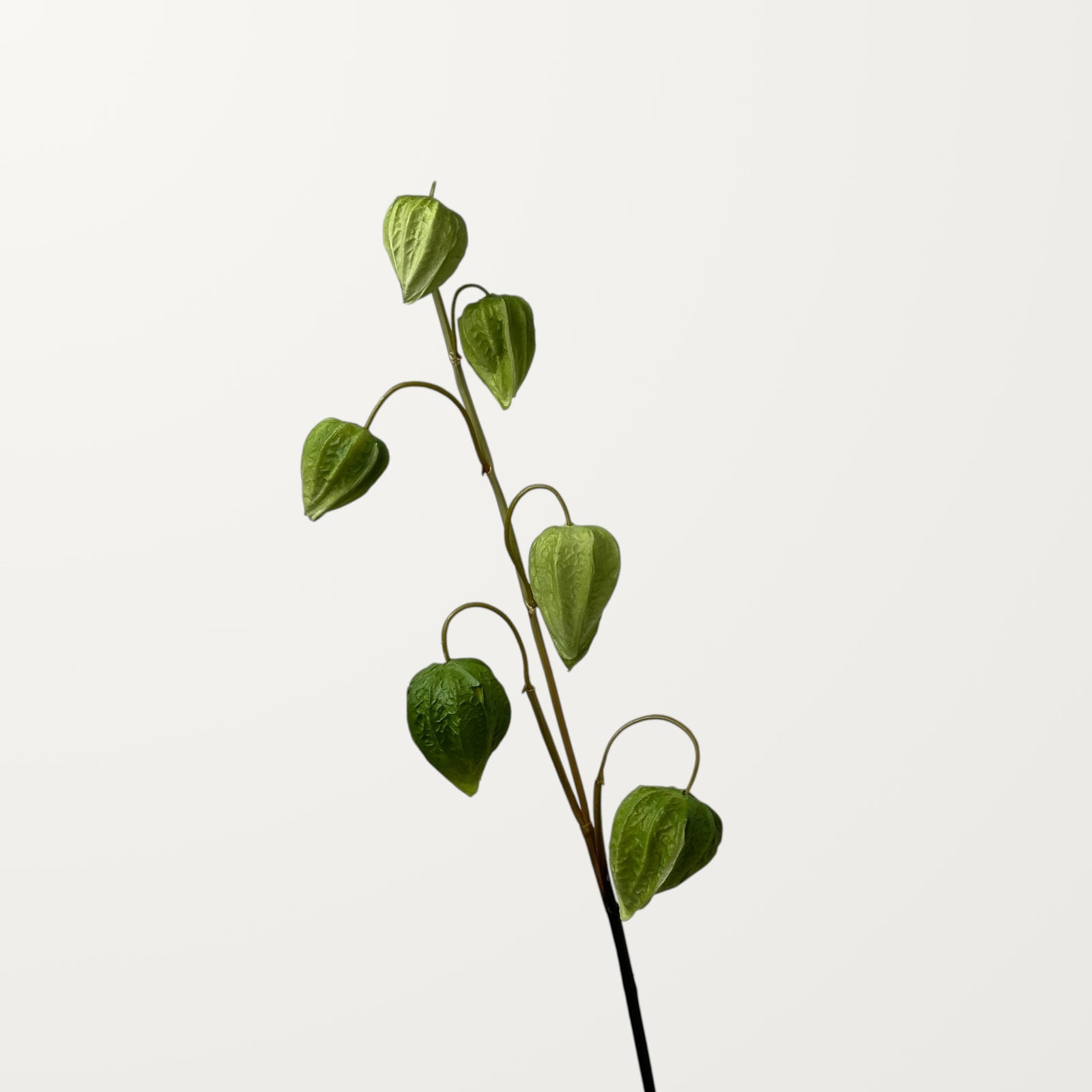 Physalis – Olive Green (Real Touch)