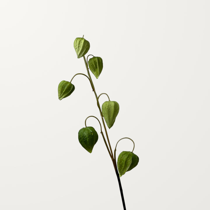 Physalis – Olive Green (Real Touch)
