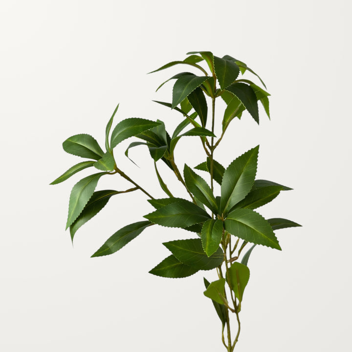 Pieris Japonica – Green - view 2
