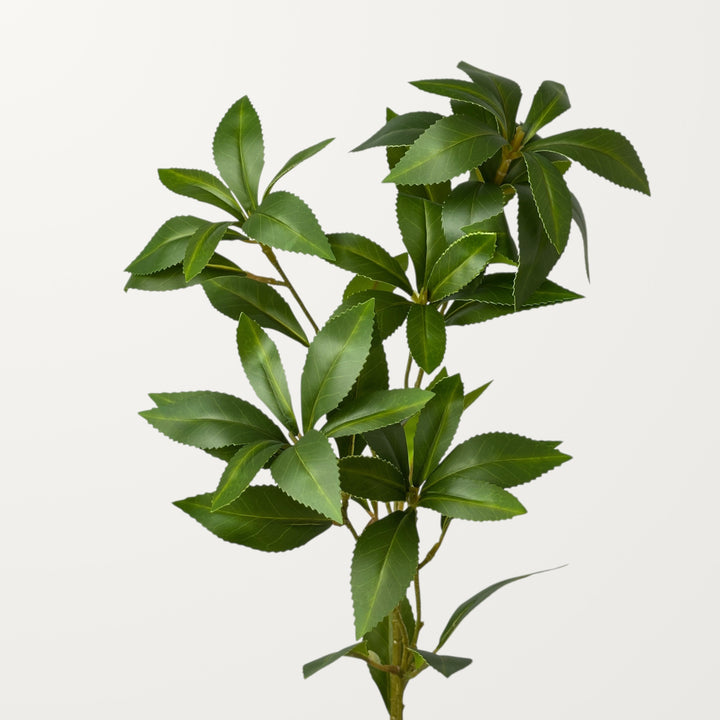 Pieris Japonica – Green - view 3