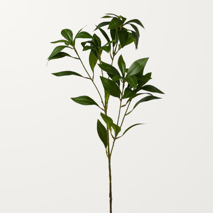 Pieris Japonica – Green