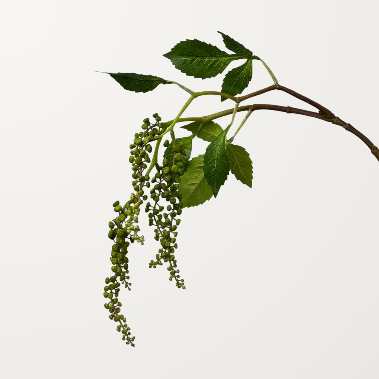 Pokeweed Berry – Spring Green