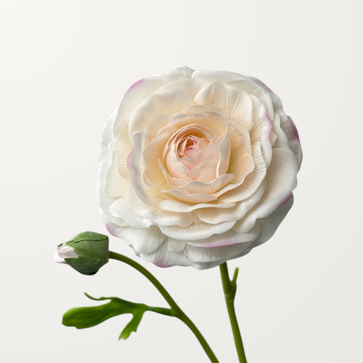 Ranunculus – Soft Apricot (Real Touch)