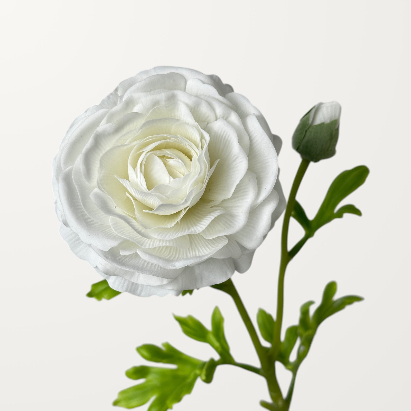 Ranunculus – White (Real Touch)