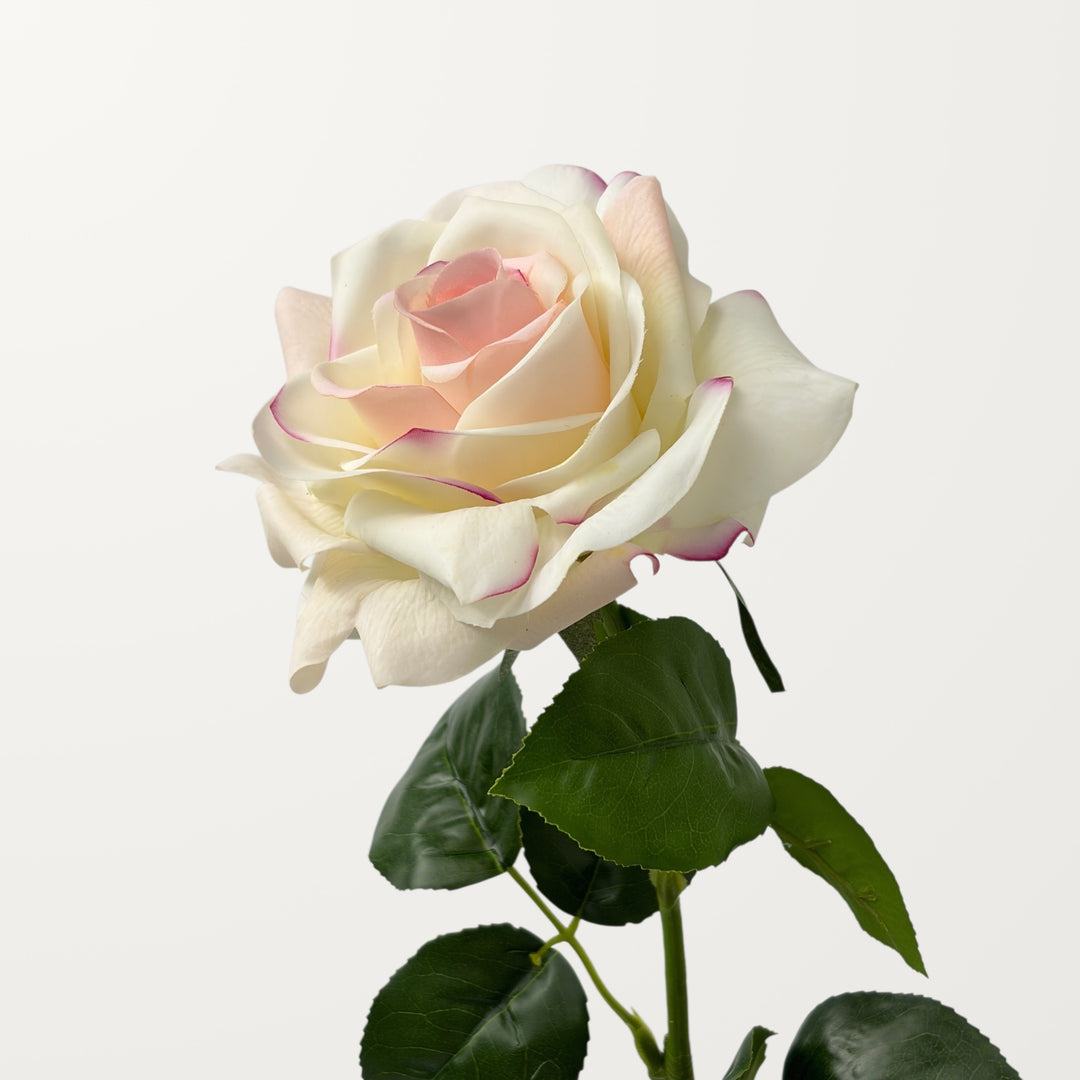 Large Rose – Ivory Blush (Real Touch)
