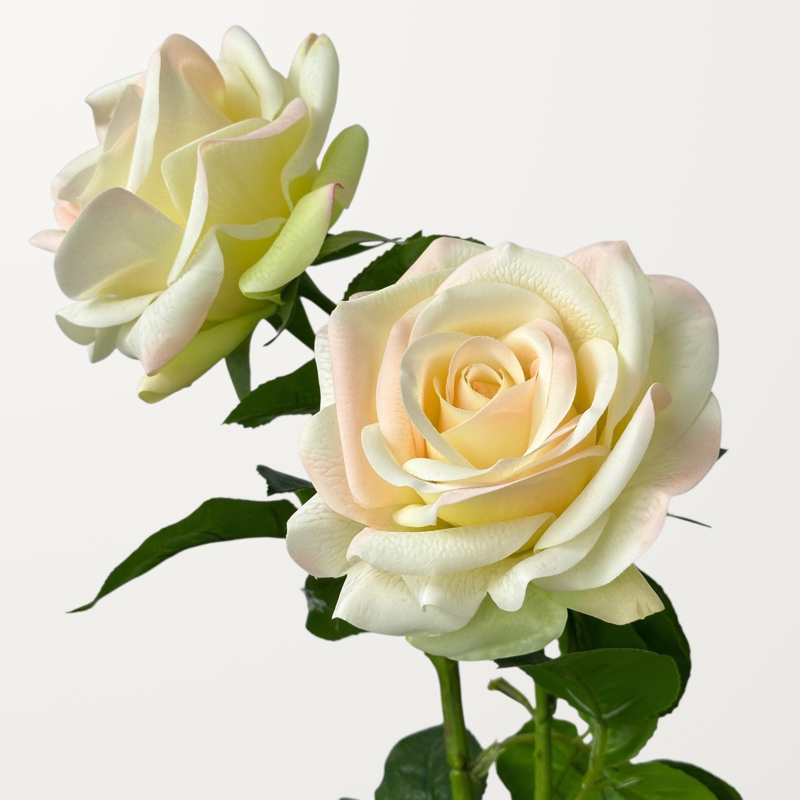Ocean Song Rose – Ivory Green (Real Touch) - view 2