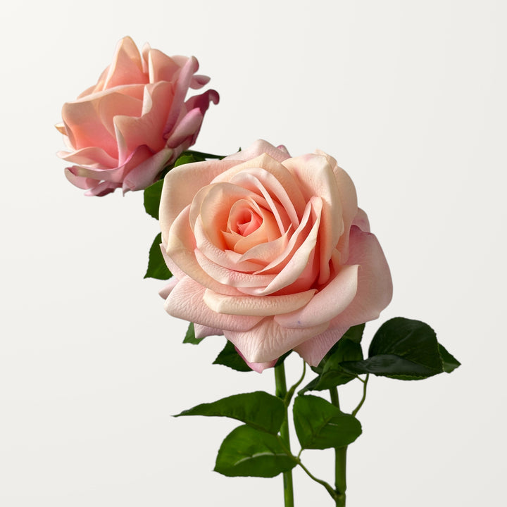 Ocean Song Rose – Soft Pink (Real Touch) - view 2