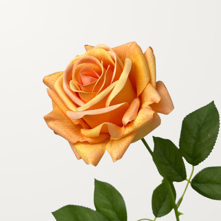 Turkish Rose – Apricot (Real Touch)