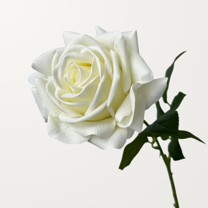 Turkish Rose – Ivory White (Real Touch)