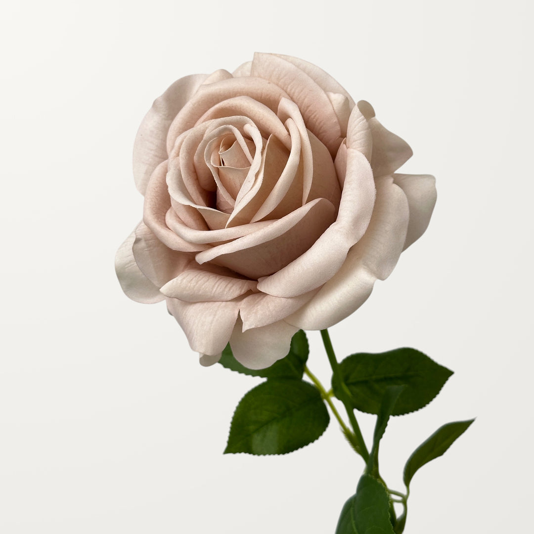 Turkish Rose – Latte (Real Touch)