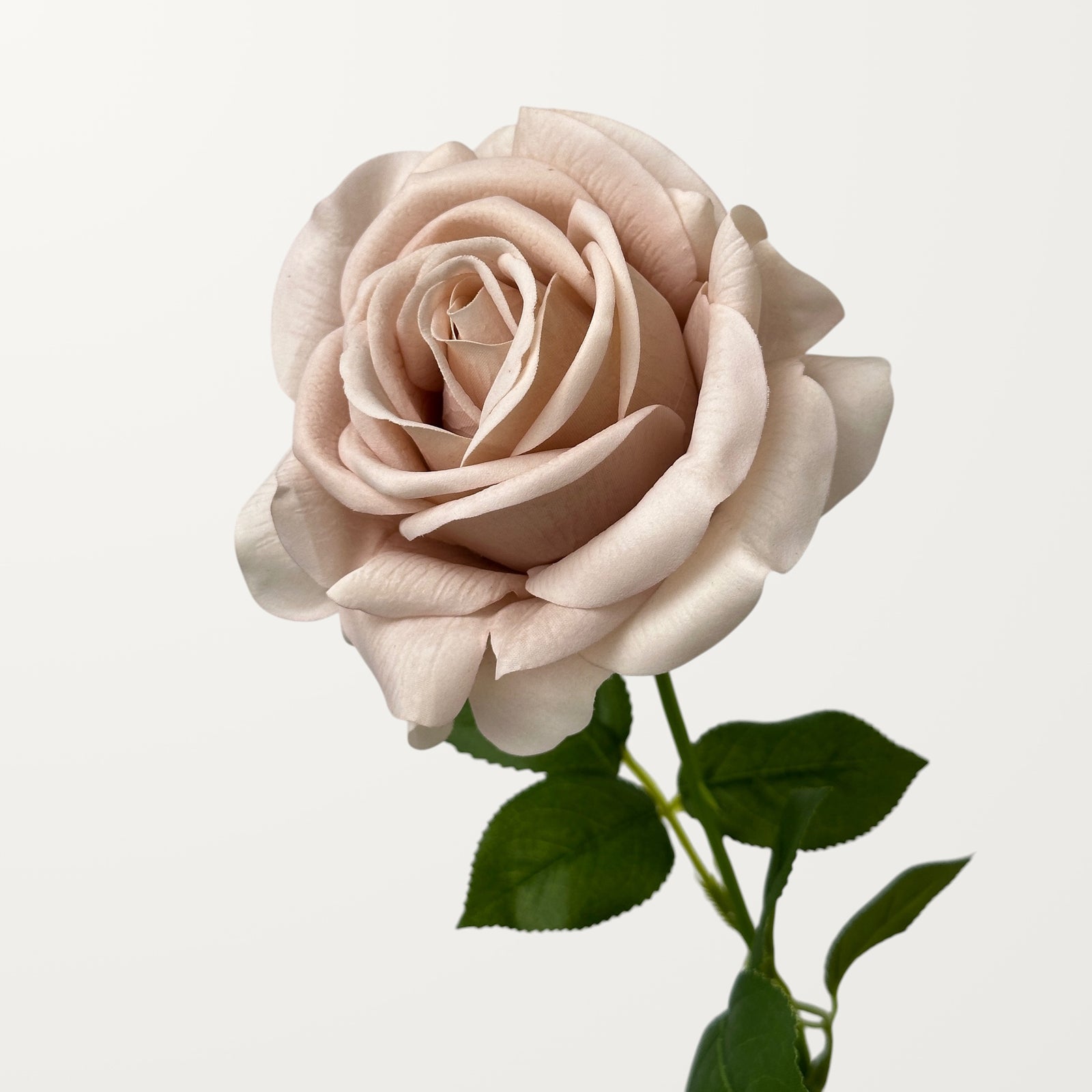 Turkish Rose – Latte (Real Touch)