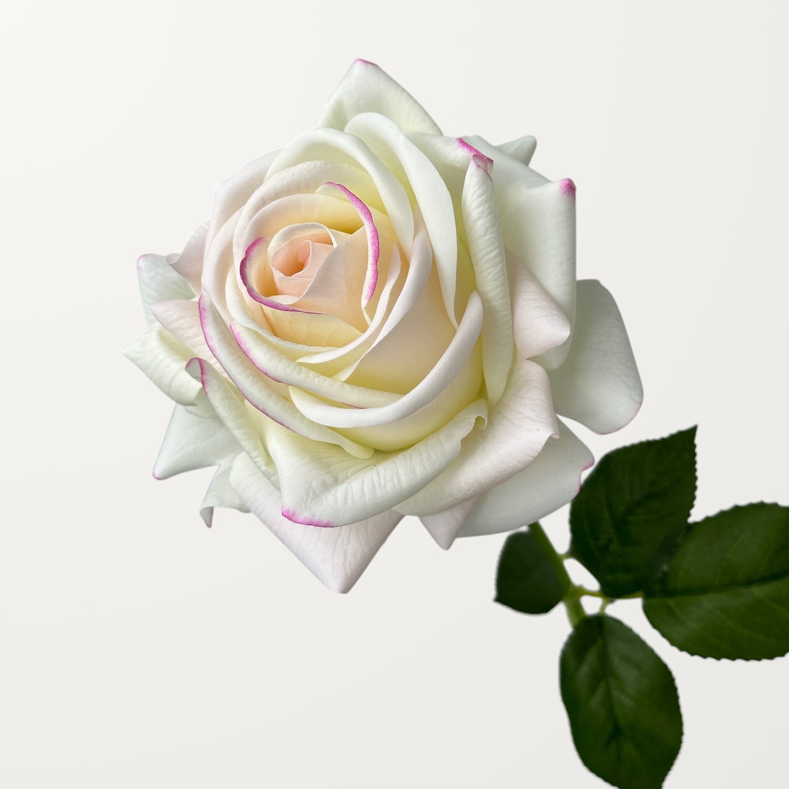Turkish Rose – White Pink (Real Touch)