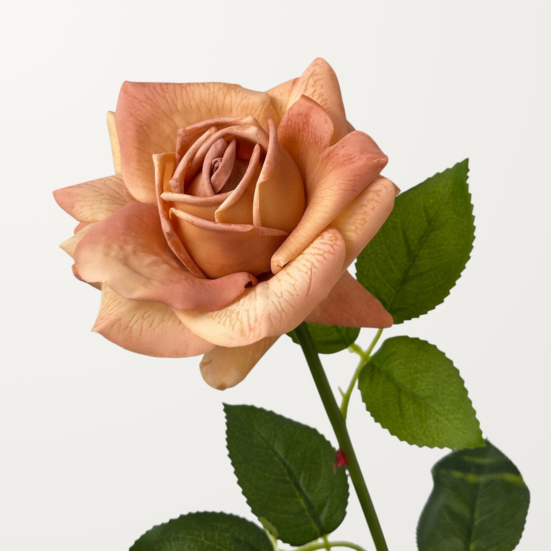 Garden Rose – Soft Apricot (Real Touch)