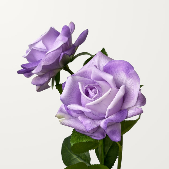 Garden Rose – Soft Lavender (Real Touch)