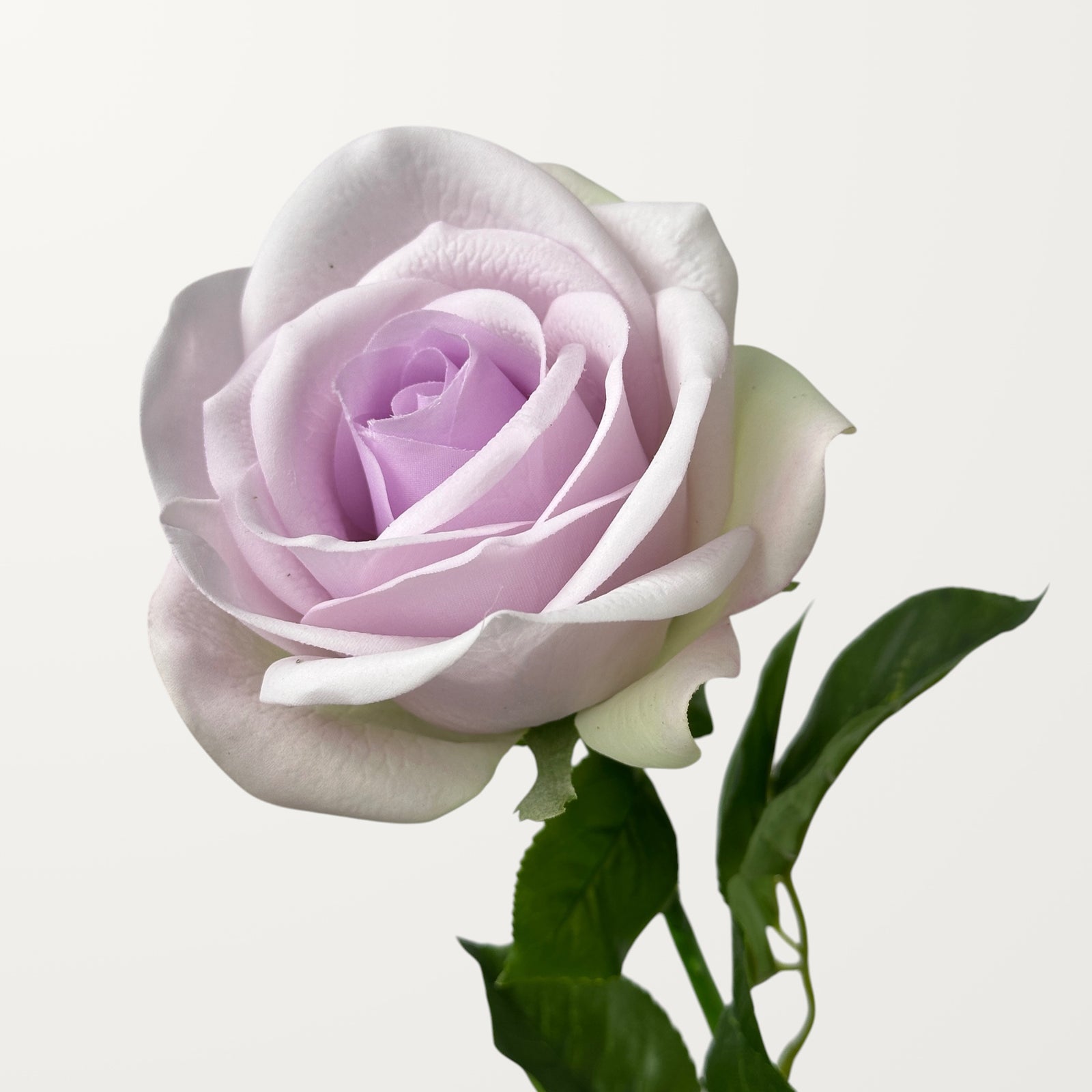Carola Rose – Soft Lavender (Real Touch)