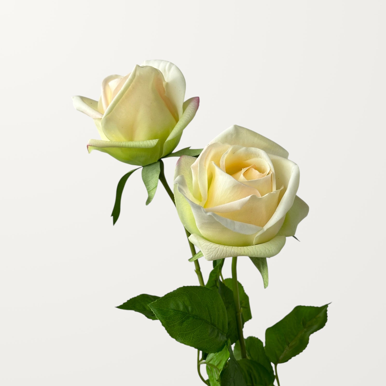 Hybrid Tea Rose – Ivory Green (Real Touch) - view 2