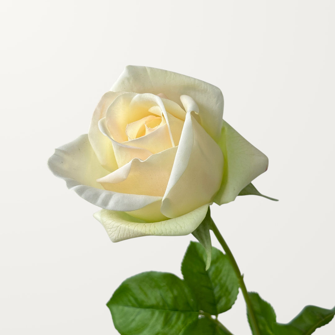 Hybrid Tea Rose – Ivory Green (Real Touch)