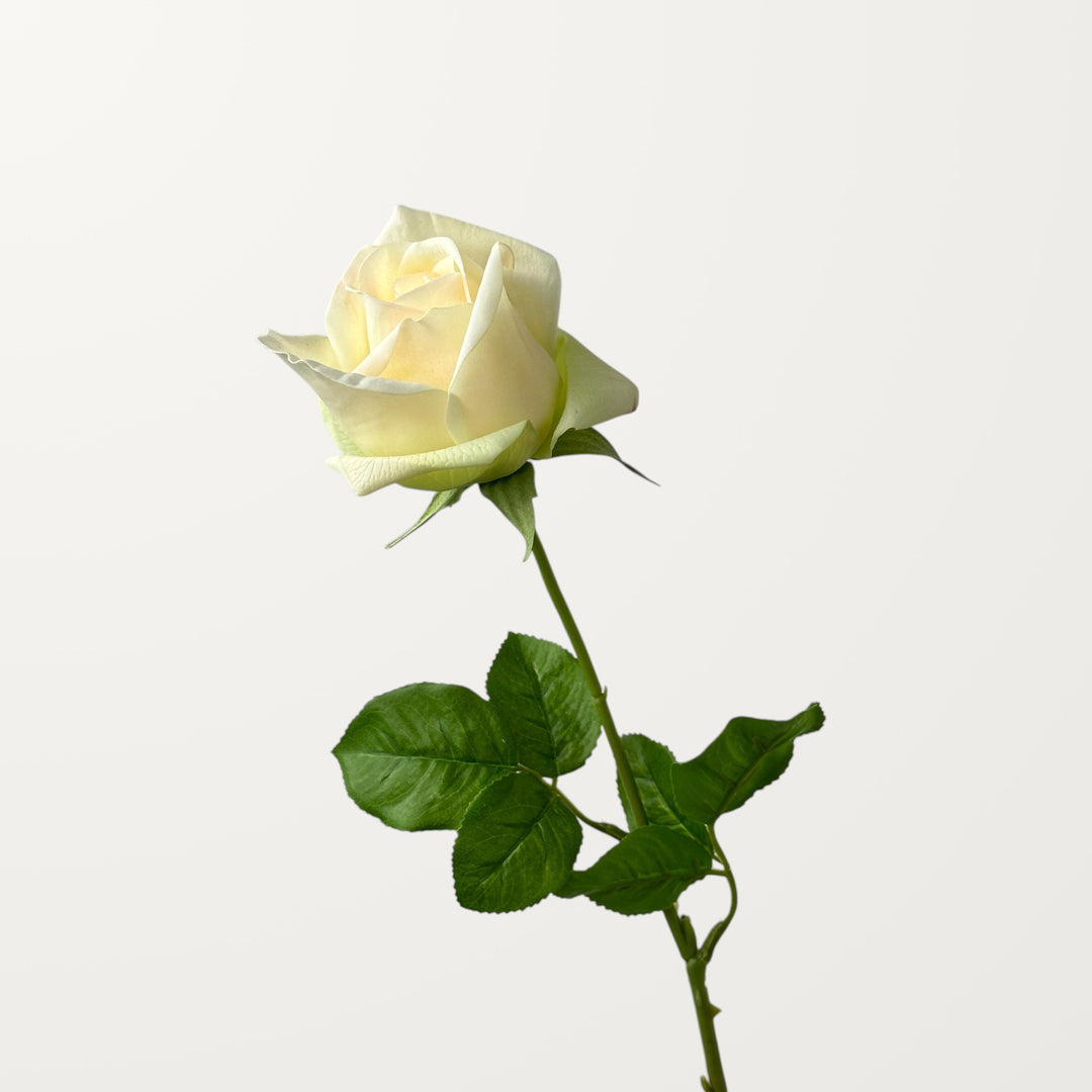 Hybrid Tea Rose – Ivory Green (Real Touch) - view 3