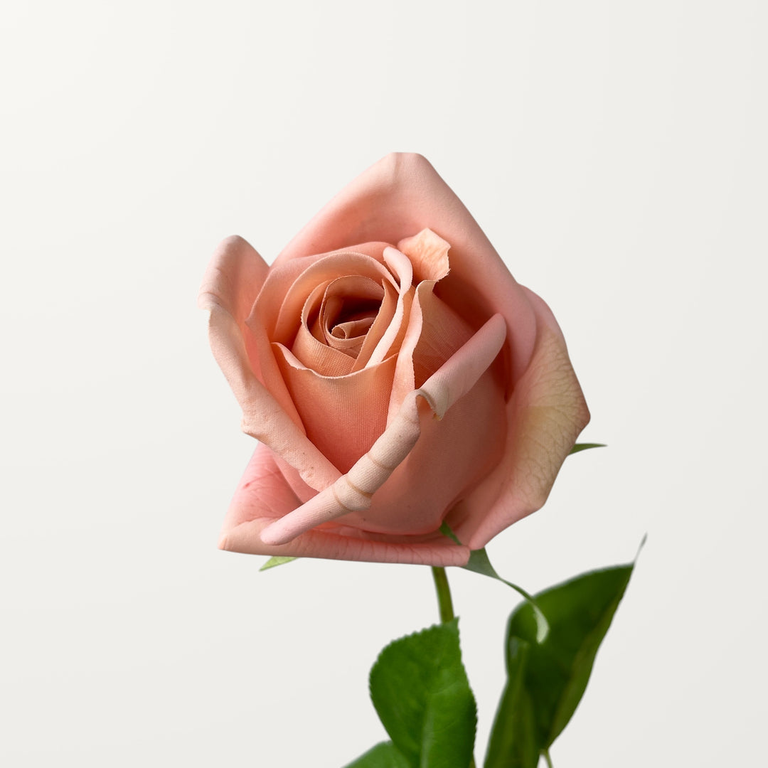 Hybrid Tea Rose – Soft Apricot (Real Touch)