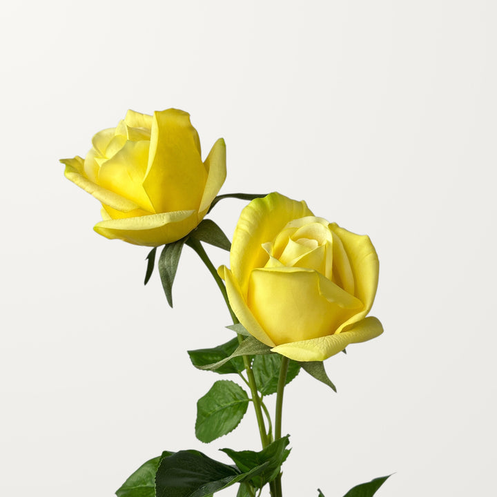 Hybrid Tea Rose – Yellow (Real Touch) - view 2