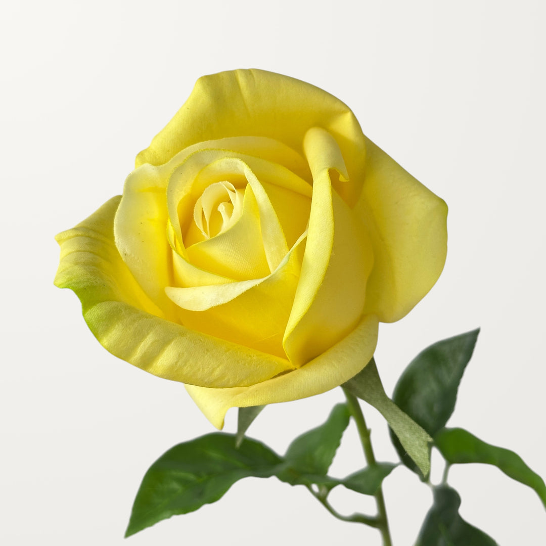 Hybrid Tea Rose – Yellow (Real Touch)