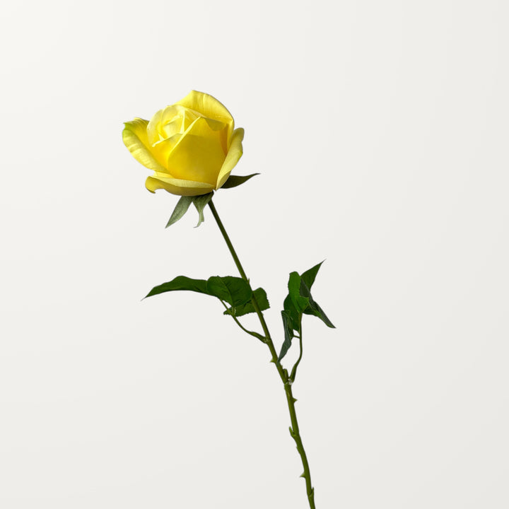 Hybrid Tea Rose – Yellow (Real Touch) - view 3