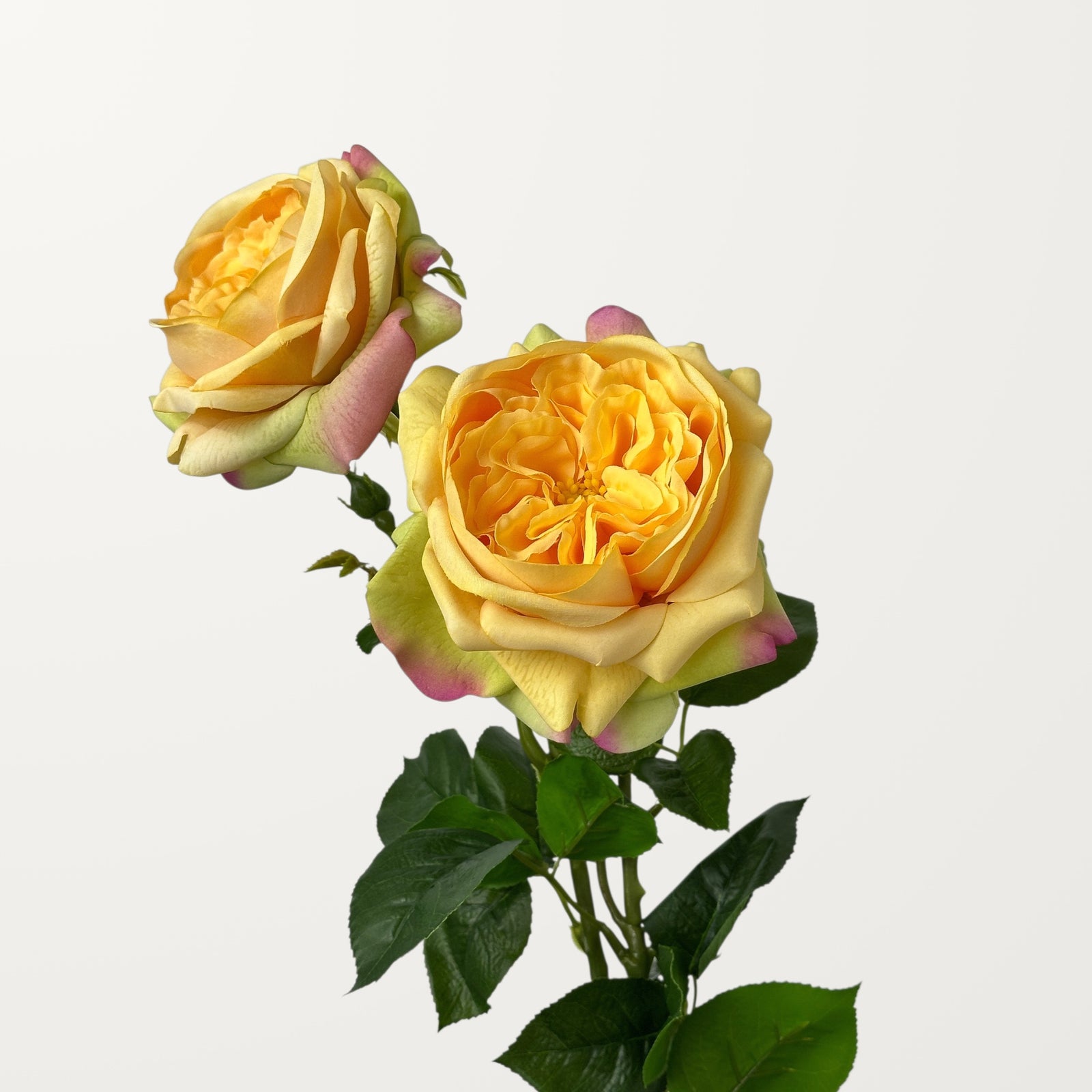 Austin Rose – Amber (Real Touch) - view 2
