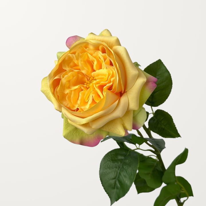 Austin Rose – Amber (Real Touch)