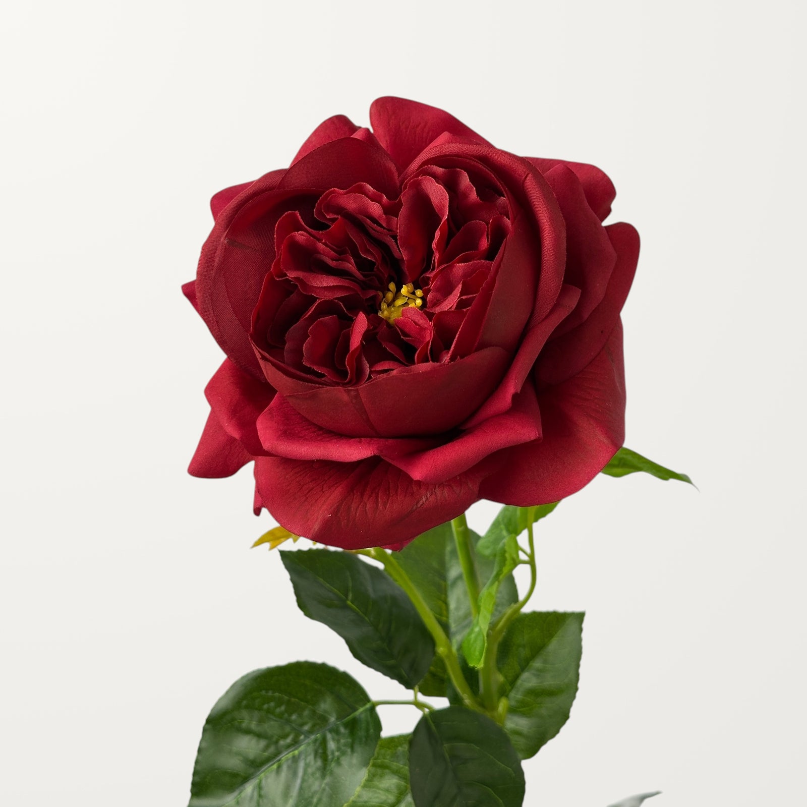 Austin Rose – Dark Burgundy (Real Touch)