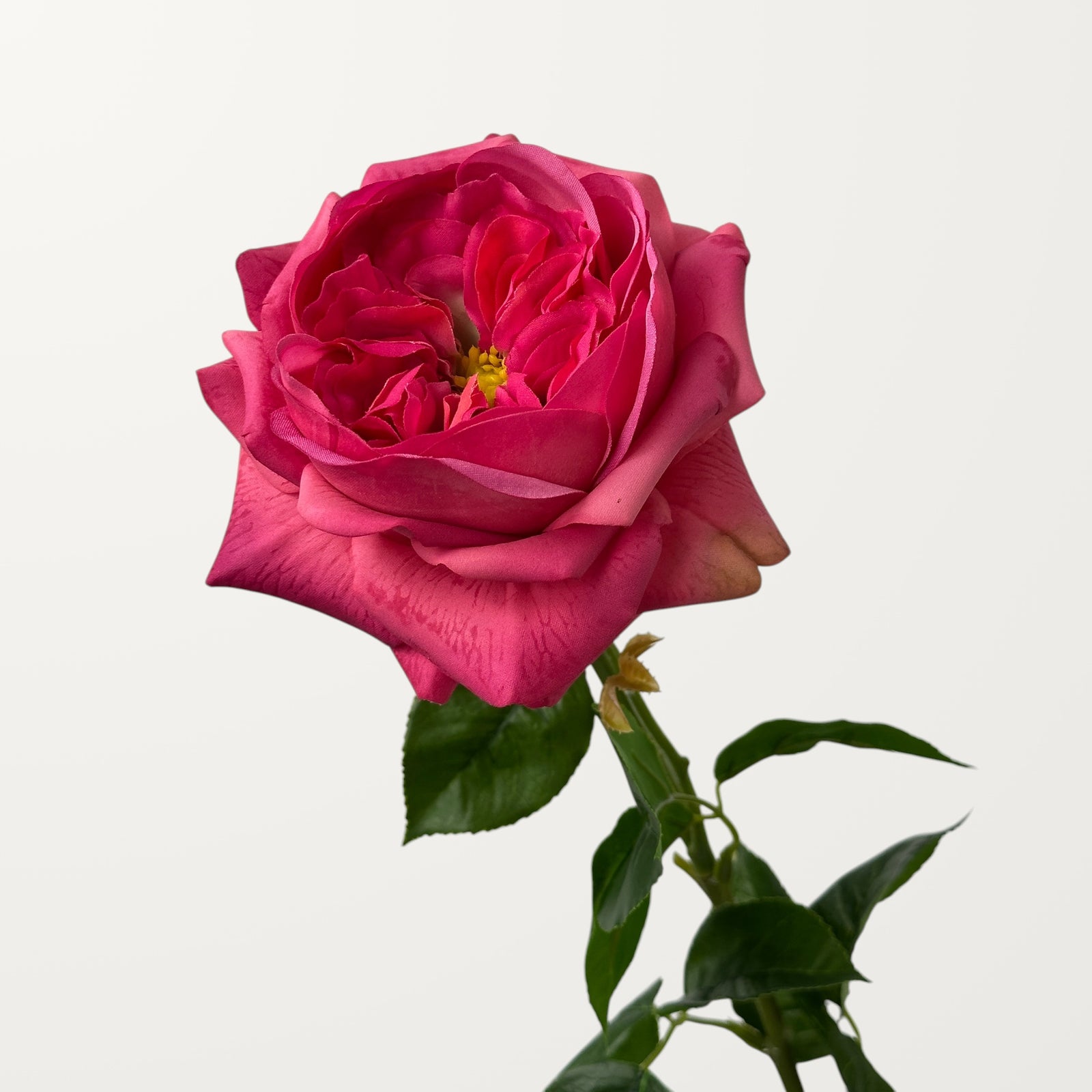 Austin Rose – Hot Pink (Real Touch)