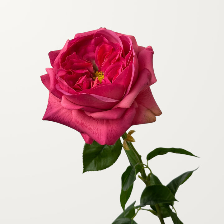 Austin Rose – Hot Pink (Real Touch)