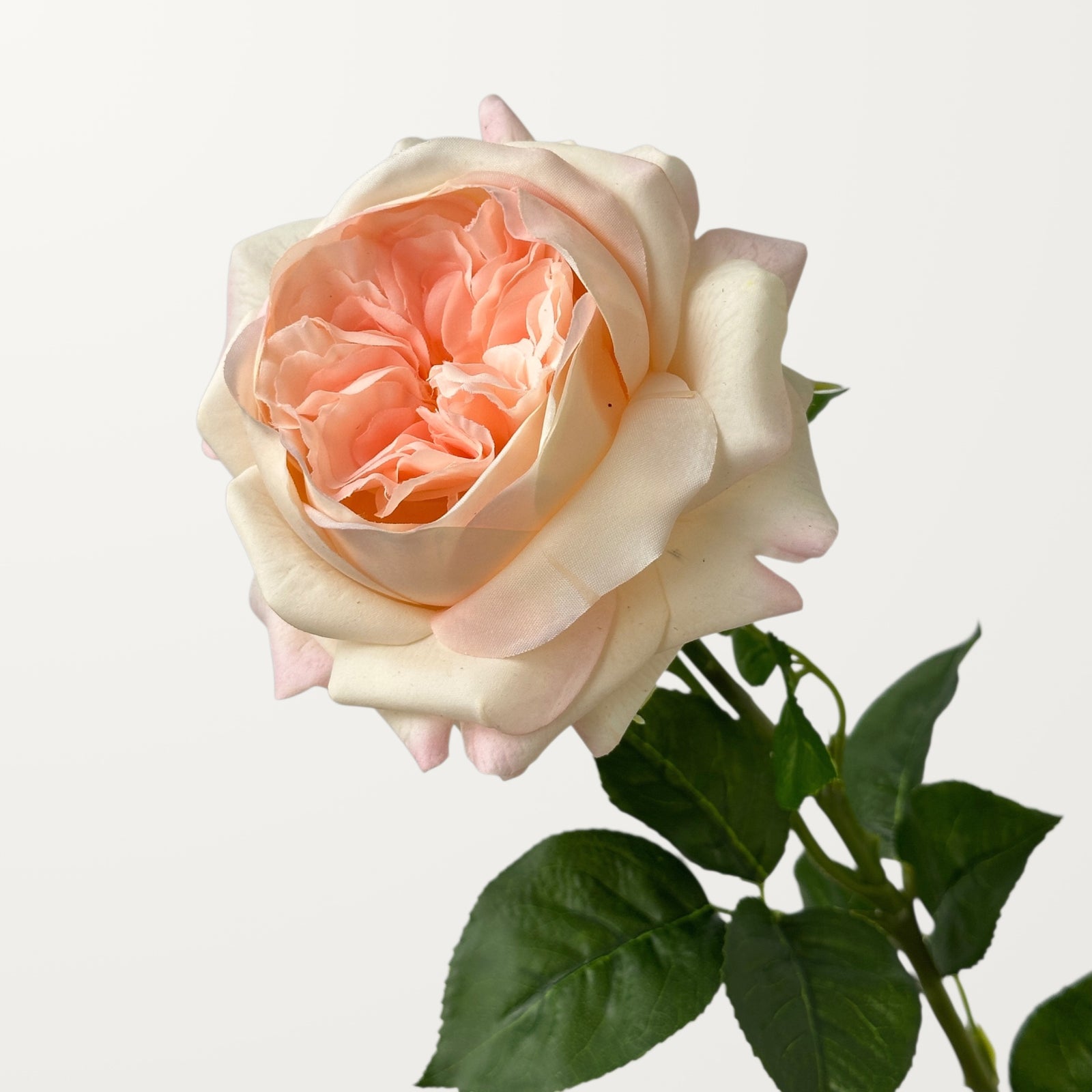 Austin Rose – Peach Blush (Real Touch)