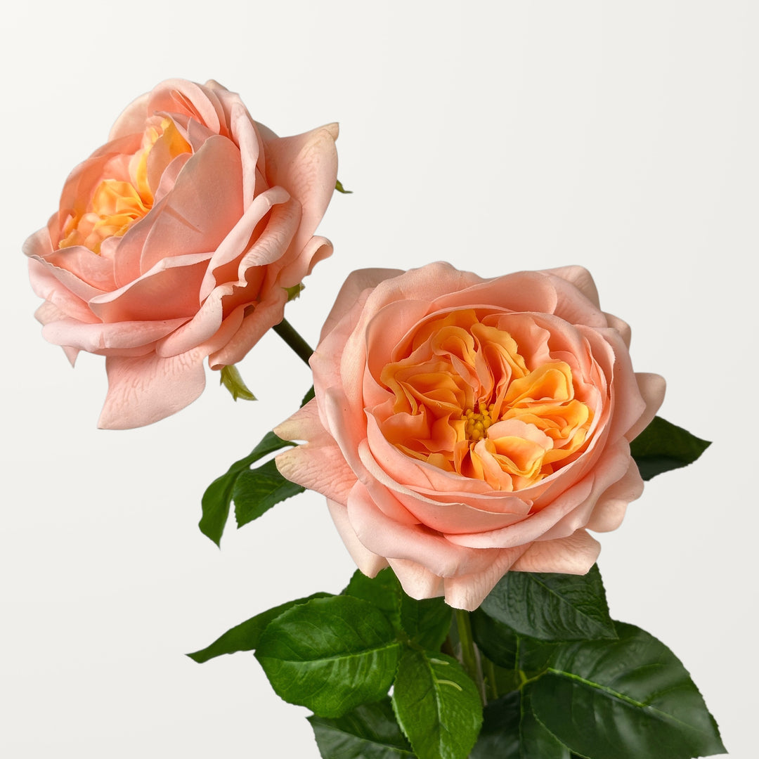 Austin Rose – Soft Apricot (Real Touch) - view 2