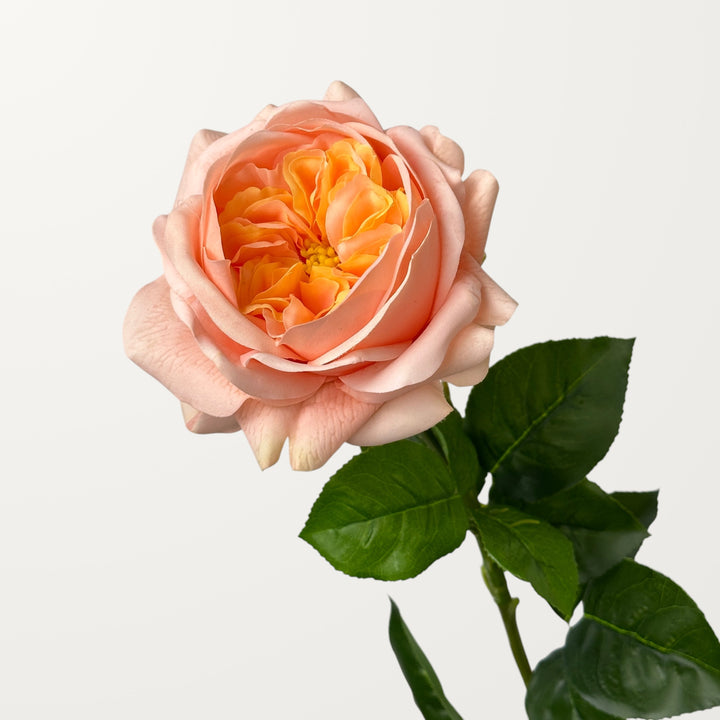 Austin Rose – Soft Apricot (Real Touch)