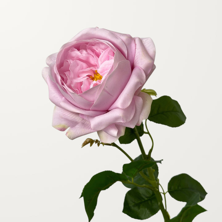 Austin Rose – Soft Lavender (Real Touch)