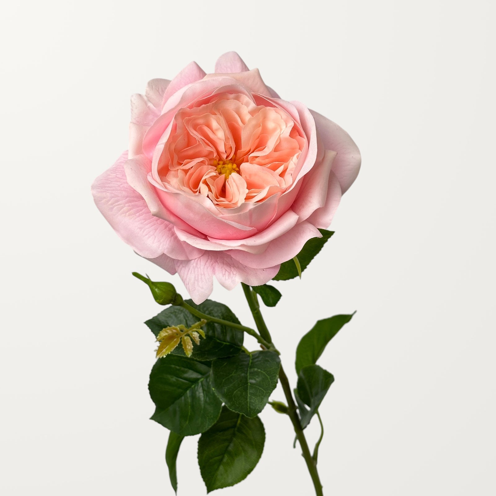 Austin Rose – Soft Pink (Real Touch)