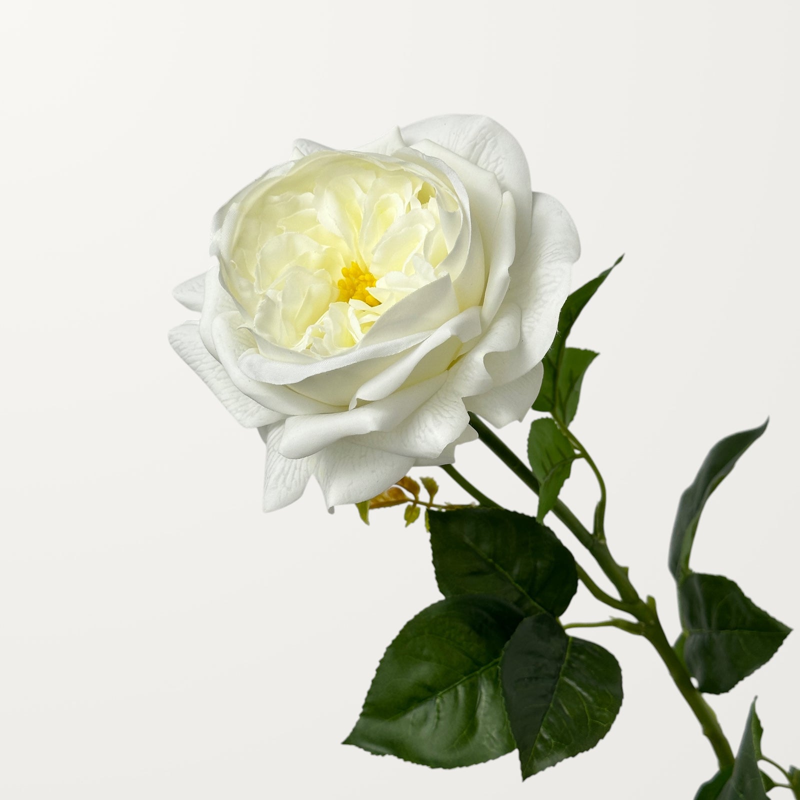 Austin Rose – White (Real Touch)