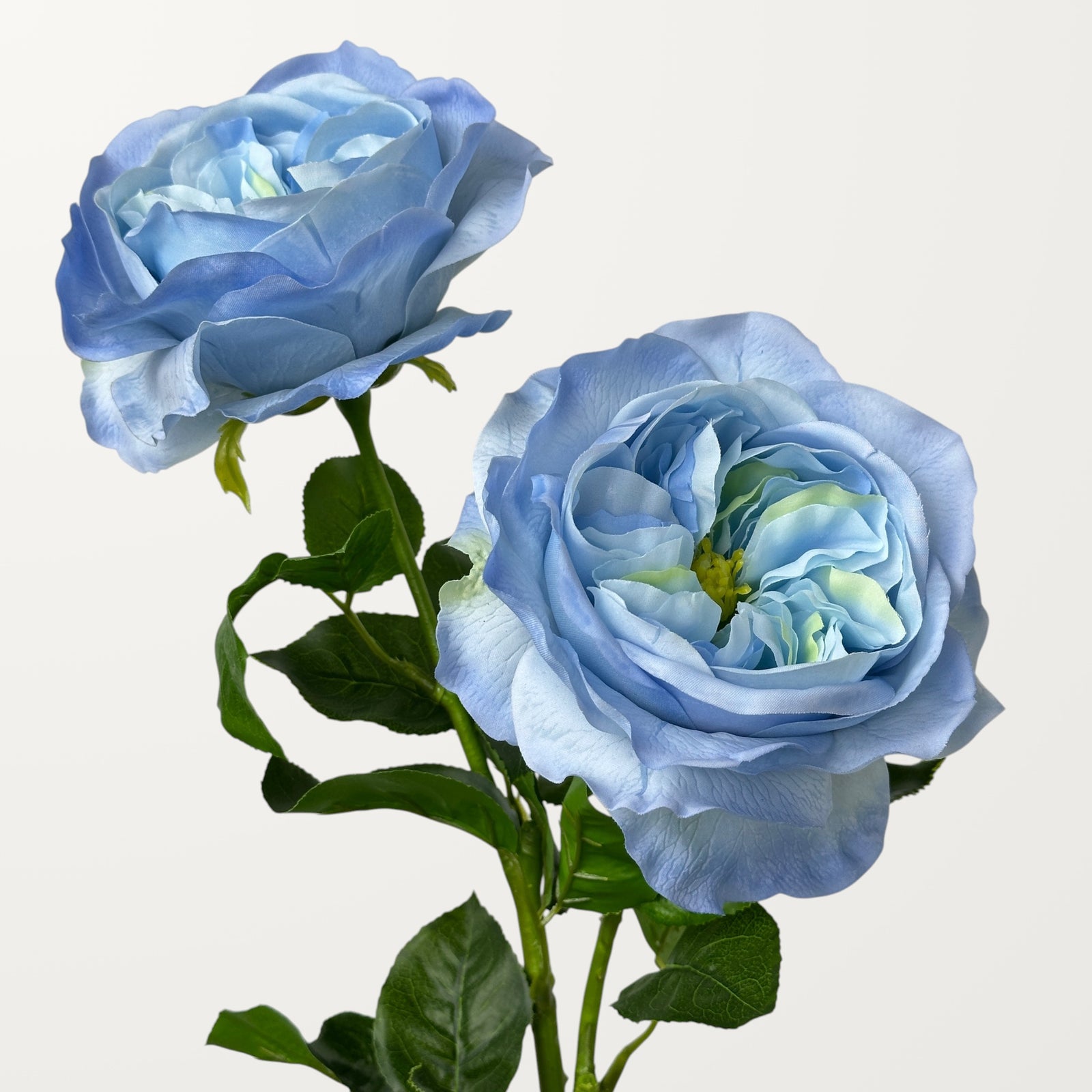 Austin Rose – Sky Blue (Real Touch) - view 2